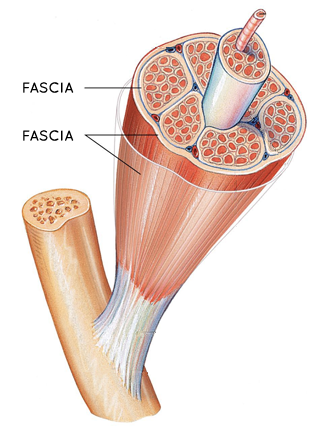 fascia